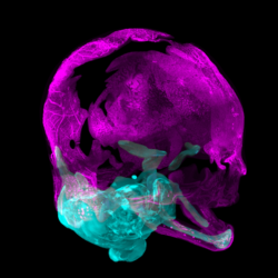 Cranium image