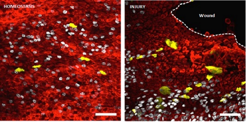 Oesophageal progenitors (yellow cells) redefine their behaviour in response to injury. White label indicates cells recruited to proliferation (Science 2012, 31;337(6098):1091-3).