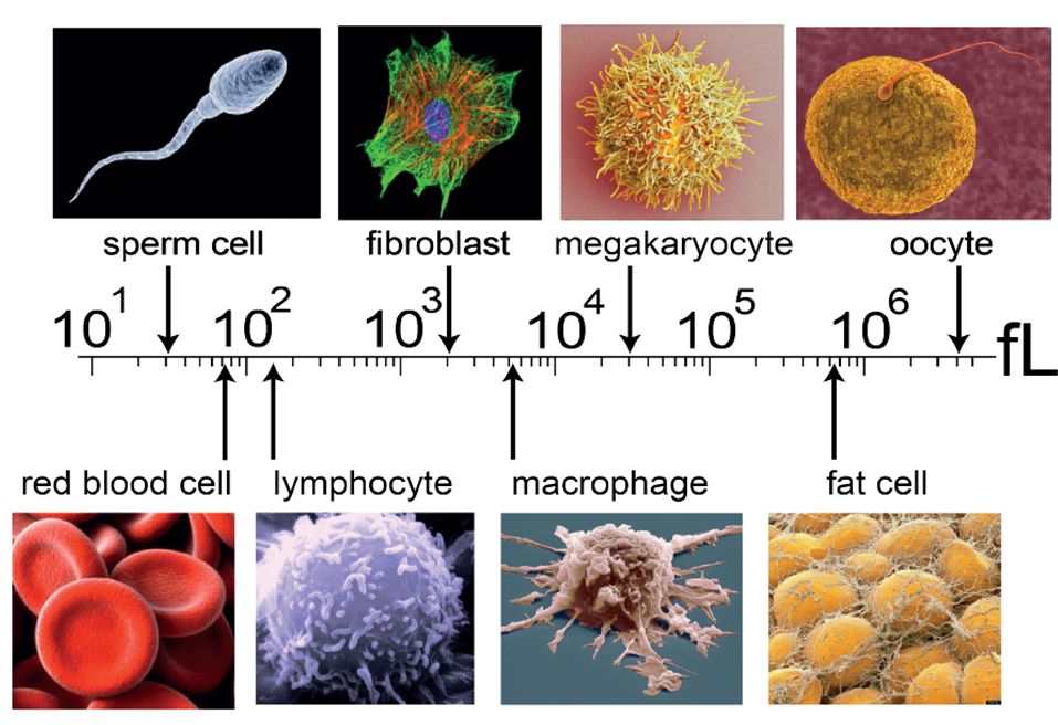 Figure 1: Cell size is tightly regulated and associated with cell function. 