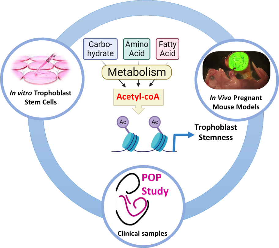 Irving Aye research image