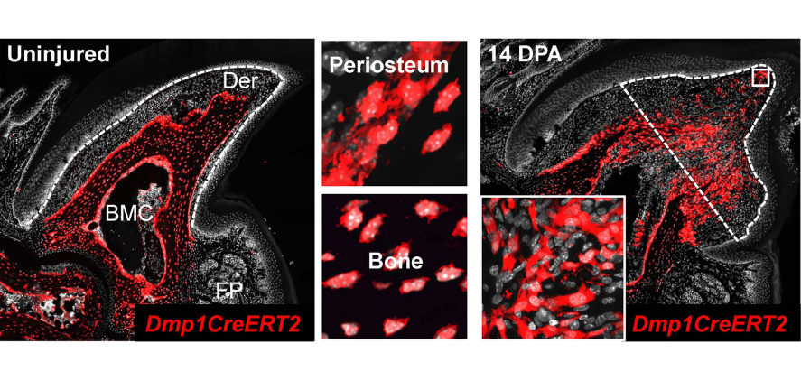 Storer research image