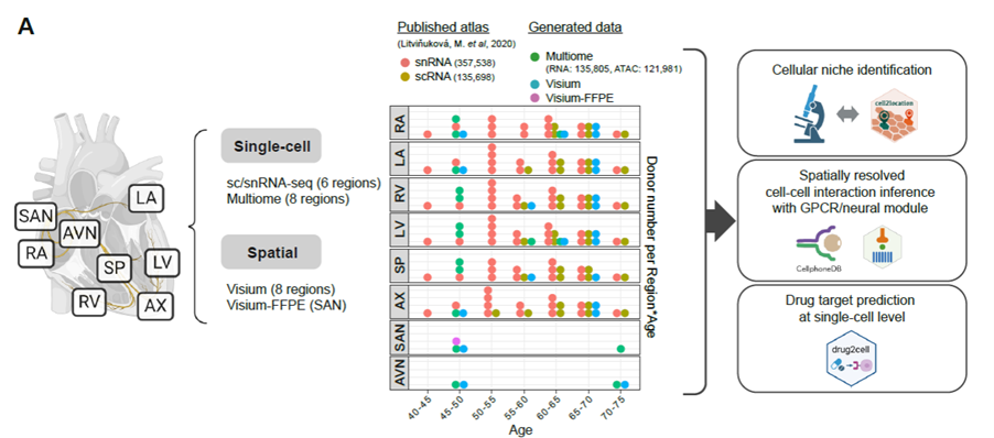 Teichmann lab image demonstrating the combination of single cell/nucleus RNA sequencing, spatial genomics and computational analysis / new tool development utilized in the Teichmann lab; in this case to study the human heart. 