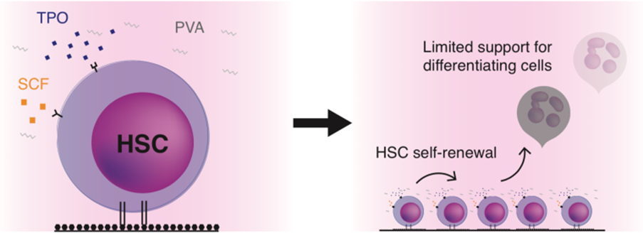 Image - ex vivo culture technology enables long-term HSC expansion and manipulation
