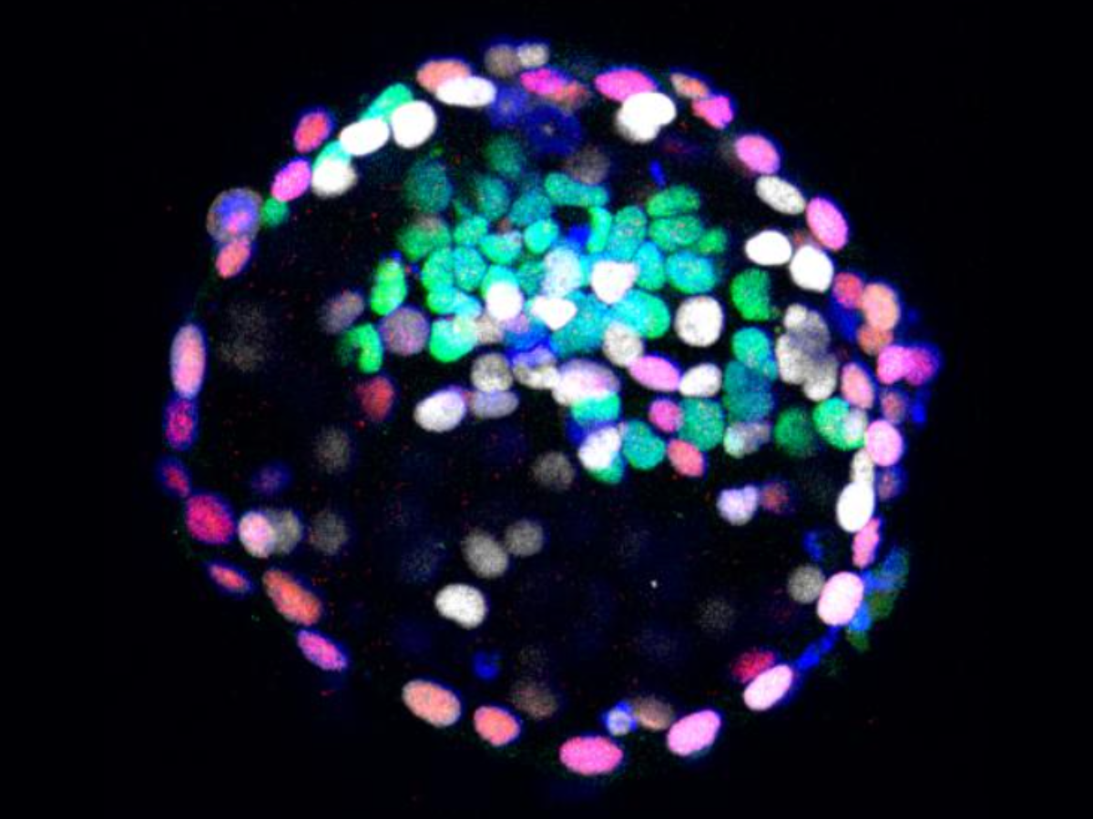 Marmoset blastocyst
