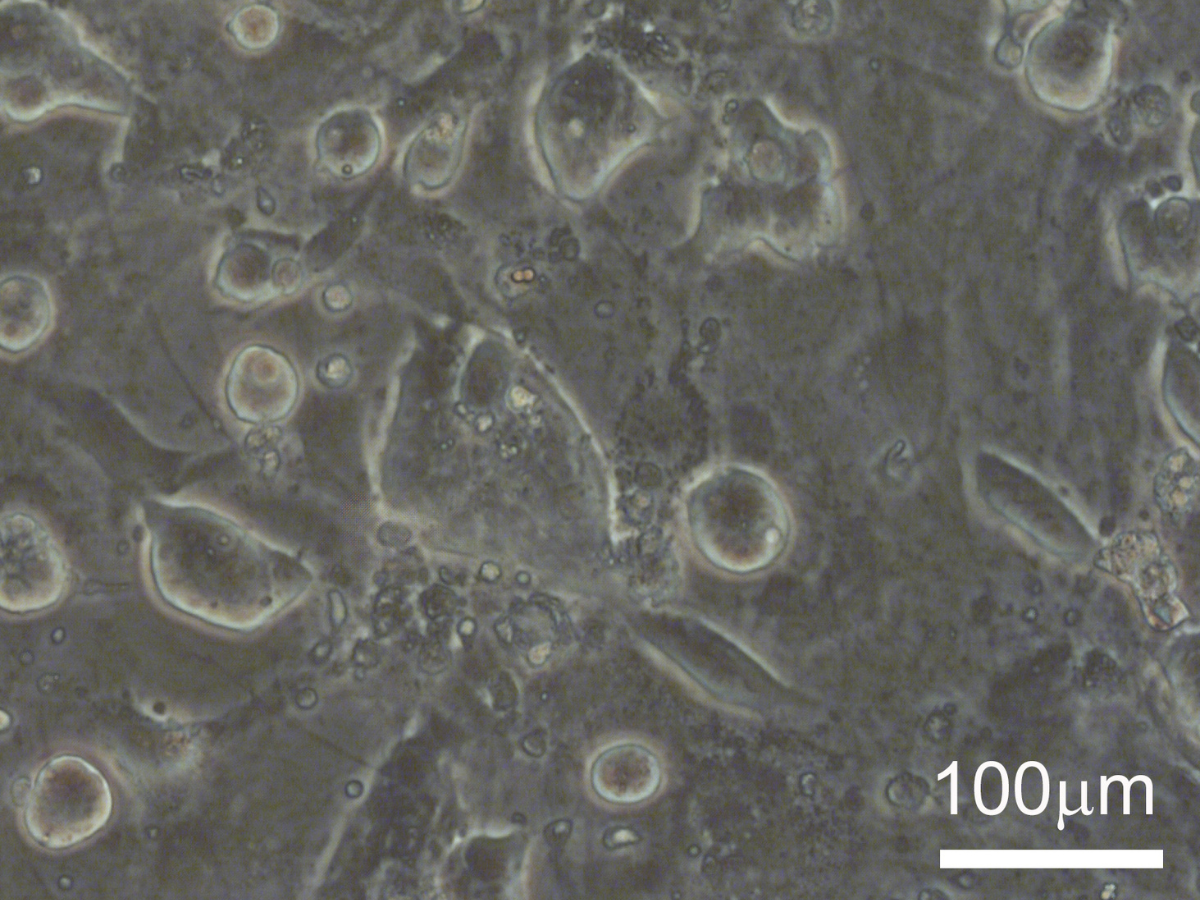 Marmoset embryonic stem cells