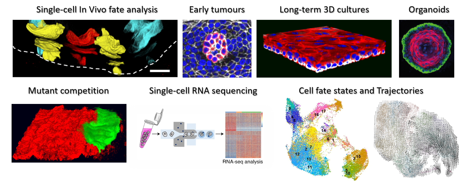 The study of stem cell dynamics by combining fate mapping, live-imaging, and single-cell molecular profiling of in vivo and 3D in vitro epithelial systems with the aim to improve regeneration, prevent cancer formation and ageing. The study of stem cell dynamics by combining fate mapping, live-imaging, and single-cell molecular profiling of in vivo and 3D in vitro epithelial systems with the aim to improve regeneration, prevent cancer formation and ageing.