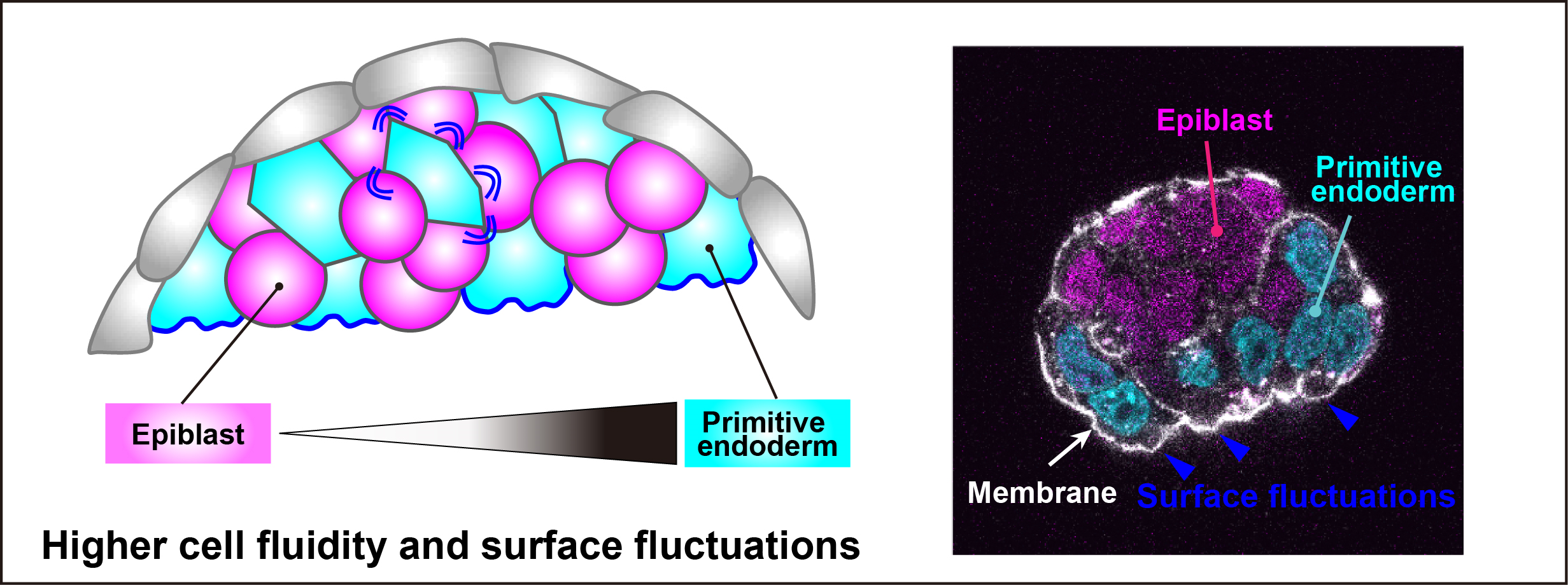 Cell fluidity schematic