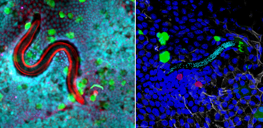 Duque-Correa research images 