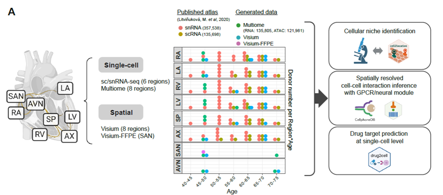 Teichmann lab image Teichmann lab image demonstrating the combination of single cell/nucleus RNA sequencing, spatial genomics and computational analysis / new tool development utilized in the Teichmann lab; in this case to study the human heart.