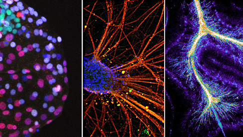 Research images