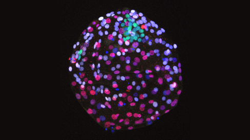 Research image of sheep embryo. Credit Austin Smith. 