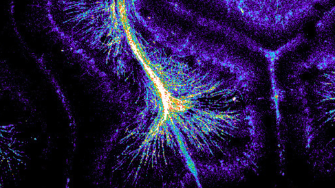 Research image