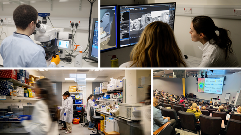 Collage of images: top left - technician looking into microscope; top right - women looking at screen in imaging facility; bottom right - full lecture theatre; bottom left - lab members moving around lab benches