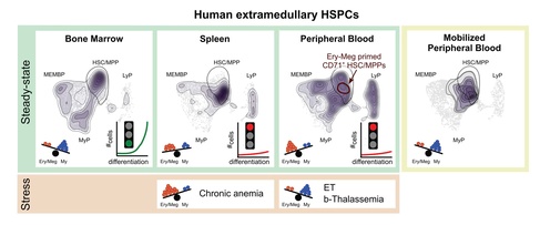Graphical abstract