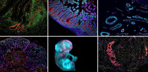 Images of different cell types