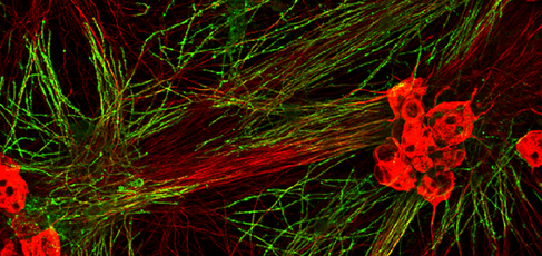 850 Karadottir research image 2 1ratio