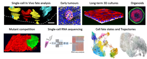 The study of stem cell dynamics by combining fate mapping, live-imaging, and single-cell molecular profiling of in vivo and 3D in vitro epithelial systems with the aim to improve regeneration, prevent cancer formation and ageing.