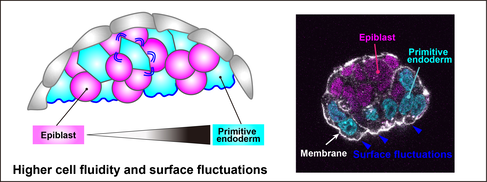 Cell fluidity schematic