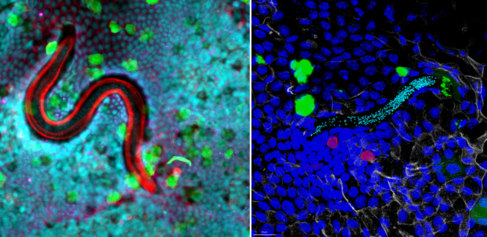 Duque-Correa research images 