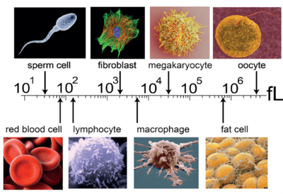 Figure 1: Cell size is tightly regulated and associated with cell function. 