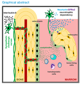 Graphical abstract from the recent paper