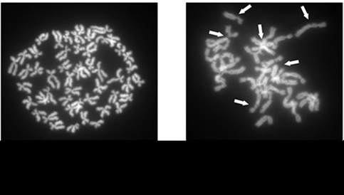 Fish with mutated RAD51 are hypersensitive to DNA damage.  This is a typical symptom of Fanconi anemia. Image credit: Jan Botthof