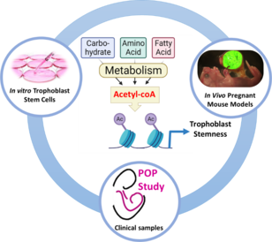 Irving Aye research image