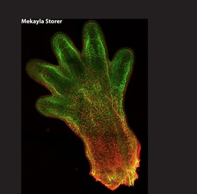 M Storer Research Image