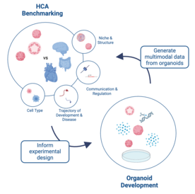 Figure showing relationship between organoid development and HCA benchmarking