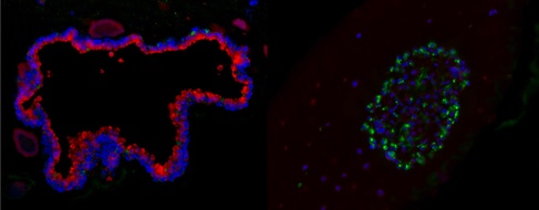 3D organoids and RNA sequencing reveal the crosstalk driving lung cell formation