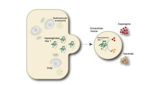 Cambridge scientists could improve the “balancing act” in cancer therapy