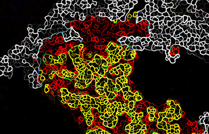  Cancer cells ‘corrupt’ their healthy neighbours
