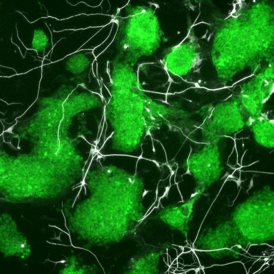 Sall4 controls differentiation of pluripotent cells independently of the NuRD complex
