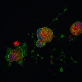 SCI researchers demonstrate first step towards mass produced platelets