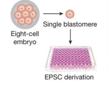 New type of stem cell line produced offers expanded potential for research and treatments