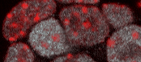 Stem cells know how to open up and unwind
