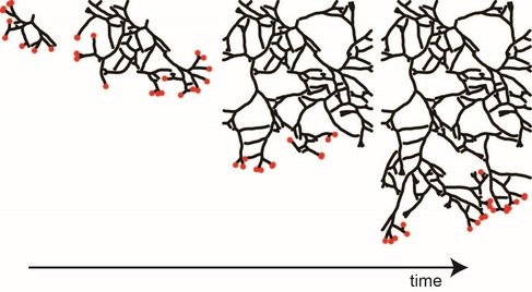 Scientists reveal the beautiful simplicity underlying branching patterns 
