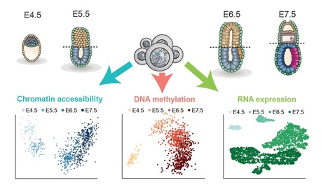 Single-cell analysis of the earliest cell fate decisions in development