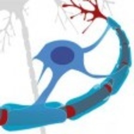 Vitamin D and nerve repair in multiple sclerosis