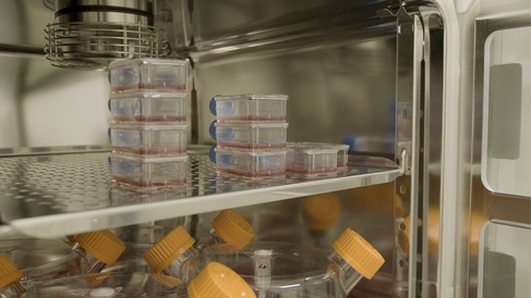 Cell culture flasks in incubator during manufacture of red blood cells