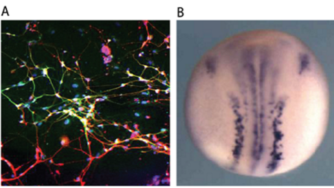 image of neurons 