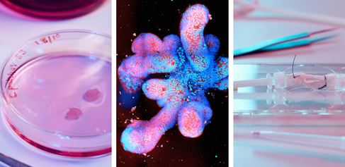 Heart, intestine, and liver organoids 