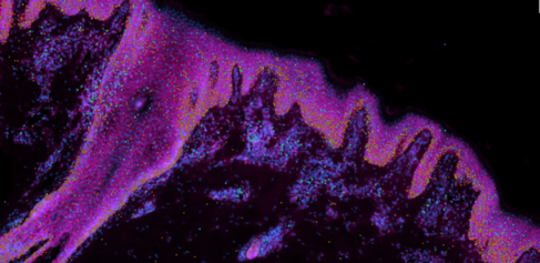Image of cells