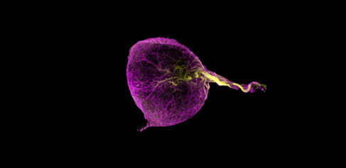 Yolk sac image. Credit Megumi Inoue Institut de la Vision