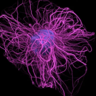 Image of dopamine neuron