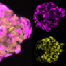 A cell aggregation of human pluripotent stem cells and amniotic ectoderm cells. Credit Shota Nakanoh