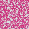 Leukocyte smear