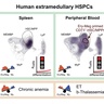 Graphical abstract