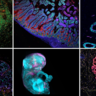 Images of different cell types