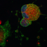 Megakaryocytes produced from human pluripotent stem cells 